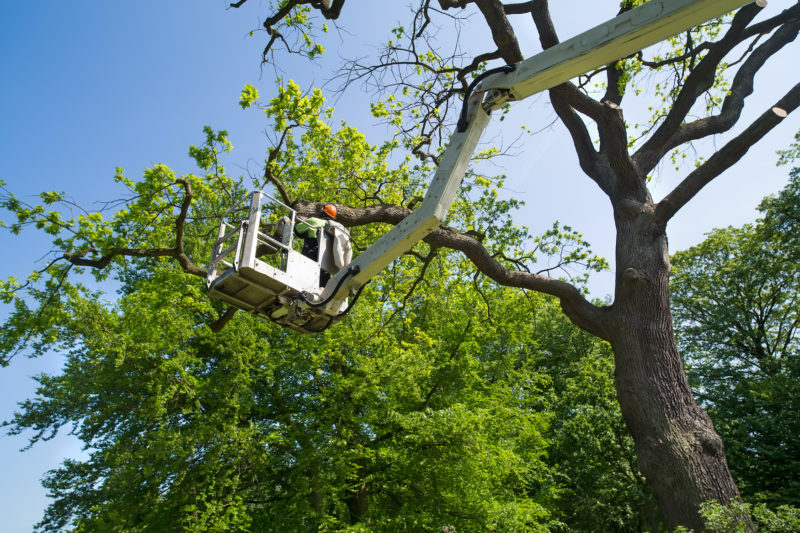 Gardener or tree surgeon pruning a tree using an elevated platform on the hydraulic articulated arm of a cherry picker.